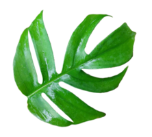 folhas verdes naturais png