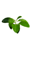 Natural Green Leafs png