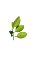 naturliga gröna blad png