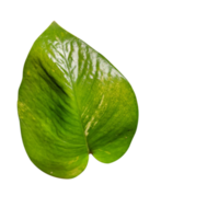 folhas verdes naturais png