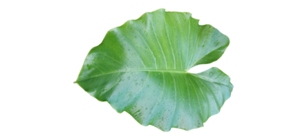 Natural Green Leafs png