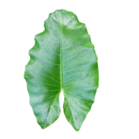 naturliga gröna blad png