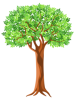 illustration d'un arbre png