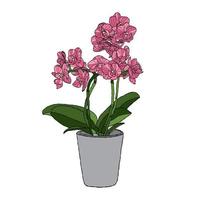 Orchid flower vector illustration with hand drawing style