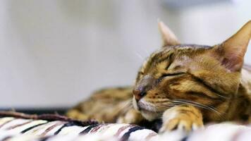 Cute European cat sleeping on soft bed video