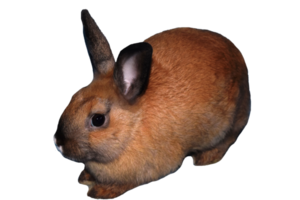 un lapin rouge sur fond transparent png