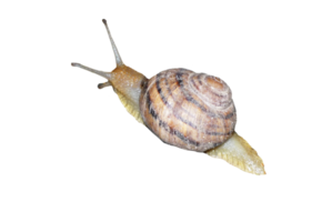 um grande caracol em um fundo transparente png