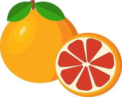 Grapefruit, illustration, vector on white background.