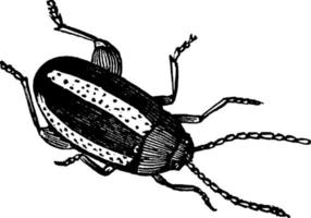 Turnip Fly, vintage illustration. vector