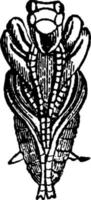 Under Side of Pupa of Tiger Beetle vintage illustration. vector