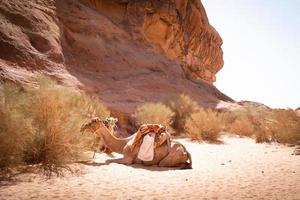 Two couple of Jordan camel rest on hot sand on landmark wait for riders in extreme heat photo