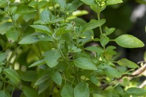 basil plant in residential location for fresh consumption photo