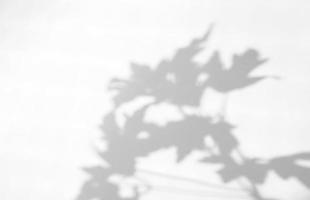 efecto de superposición de sombra natural de hojas realistas y orgánicas sobre fondo de textura blanca, para superposición en la presentación del producto, fondo y maqueta foto