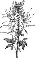 Cleome Spinosa vintage illustration. vector