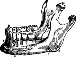 mandíbula, ilustración vintage. vector