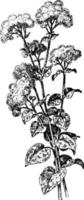 Ageratum Houstonianum vintage illustration. vector