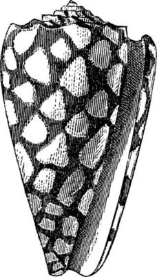 Cone Shell, vintage illustration.
