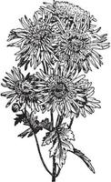Japanese Anemone Type of Chrysanthemum vintage illustration. vector