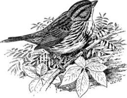 Song Sparrow Melospiza fasciata, vintage illustration