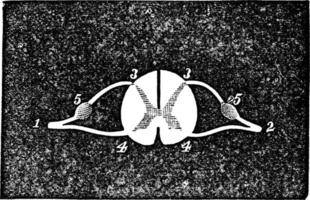 Transverse Section of the Spinal Cord, vintage illustration. vector