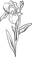 Iris sketch, illustration, vector on white background.