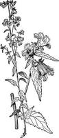 Campanula Trachelium vintage illustration. vector