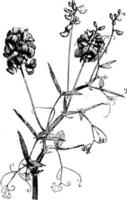 floración, tallo, lathyrus, sylvestris, flor ilustración vintage. vector