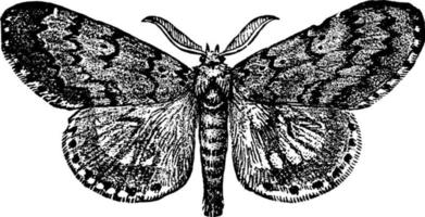 Gypsy Moth Male, vintage illustration. vector