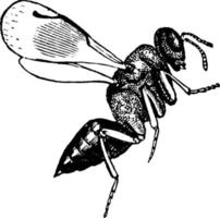 Wasp, vintage illustration. vector