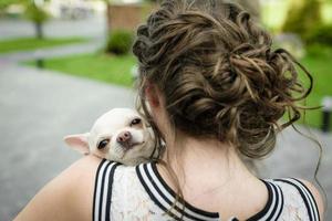 perro chihuahua en la mano disfrazado foto