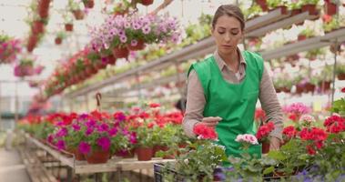 mujer florista se preocupa por las flores en un centro de jardinería video