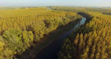 aereo Visualizza di alberi durante autunno su soleggiato giorno nel un' foresta vicino fiume 4k metraggio video