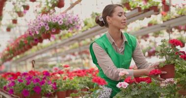 bloemist vrouw geeft over bloemen in een tuin centrum video