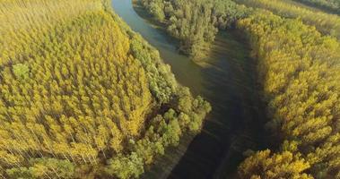 aereo Visualizza di alberi durante autunno su soleggiato giorno nel un' foresta vicino fiume 4k metraggio video