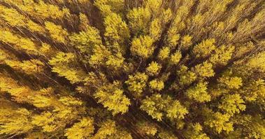antenne visie van bomen gedurende herfst Aan zonnig dag in een Woud 4k beeldmateriaal video