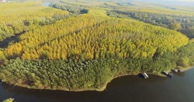 aereo Visualizza di alberi durante autunno su soleggiato giorno nel un' foresta vicino fiume 4k metraggio video