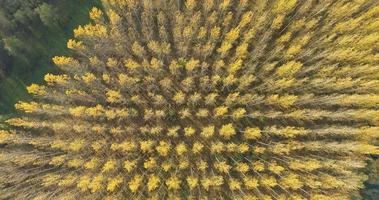 antenne visie van bomen gedurende herfst Aan zonnig dag in een Woud 4k beeldmateriaal video