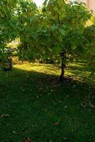 autumn forest in the setting sun photo