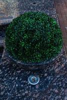 Trimmed thuja growing in large plastic pot photo