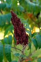 hermoso peine de flores o celosia cristata con hojas verdes floreciendo foto