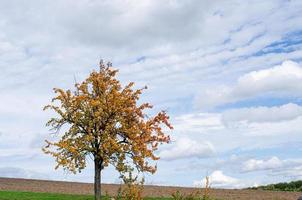 Maple tree with fallen down leaves photo