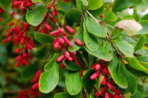 barberry ripe and unripe fruits on branches photo