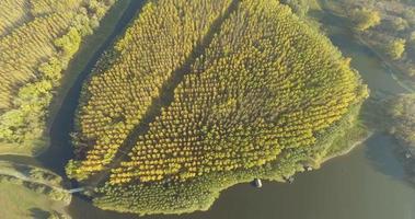 Aerial view of trees during autumn on sunny day in a forest near river   4k Footage video