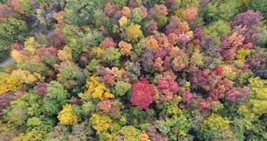 Aerial flight over autumn forest   4k Footage video