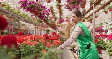 bloemist vrouw gieter bloemen terwijl zorgzaam over hen in een tuin centrum video