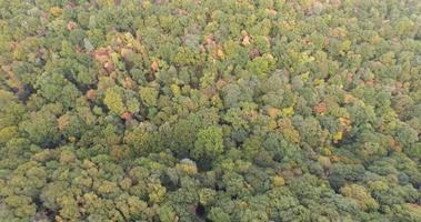 aereo volo al di sopra di autunno foresta 4k metraggio video