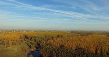 Aerial view of trees during autumn on sunny day in a forest near river   4k Footage video