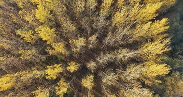 vista aérea de árvores durante o outono em dia ensolarado em uma floresta 4k imagens video