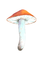 champignon comestible avec un chapeau rouge, peint à la main à l'aquarelle png