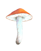 hongo comestible con sombrero rojo, pintado a mano en acuarela png